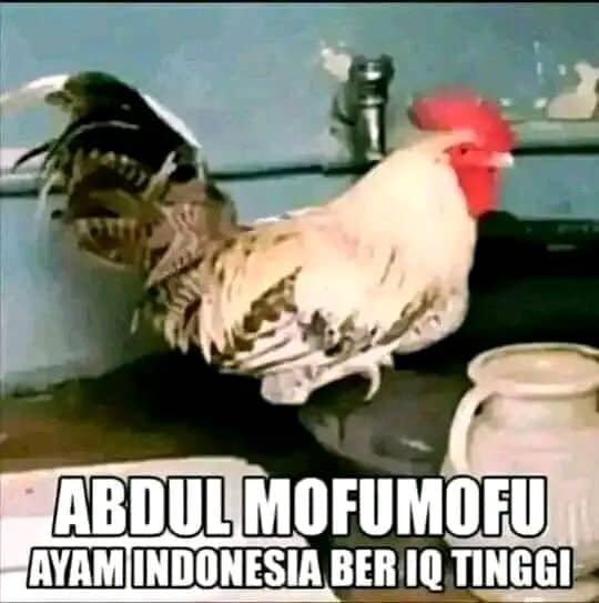 Stiker meme ayam lucu WhatsApp: Abdul Mofumofu, ayam Indonesia ber IQ tinggi