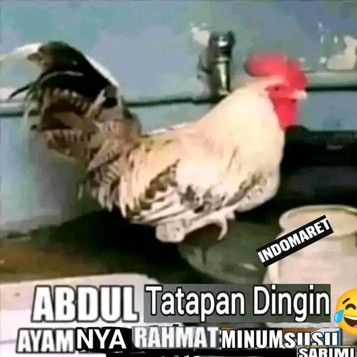 Stiker meme ayam lucu WhatsApp: Abdul Tatapan Dingin, ayamnya rahmat minum susu Sarimi