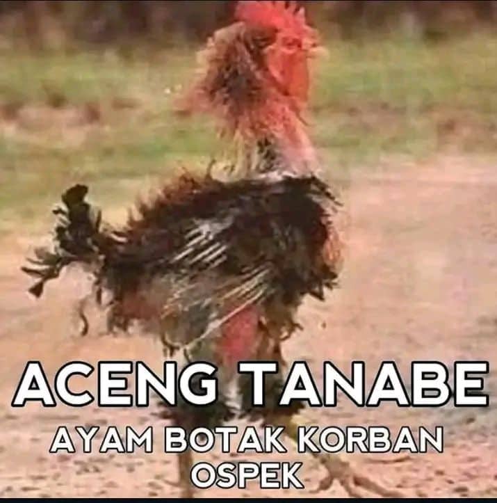Stiker meme ayam lucu WhatsApp: Aceng Tanabe, ayam botak korban ospek