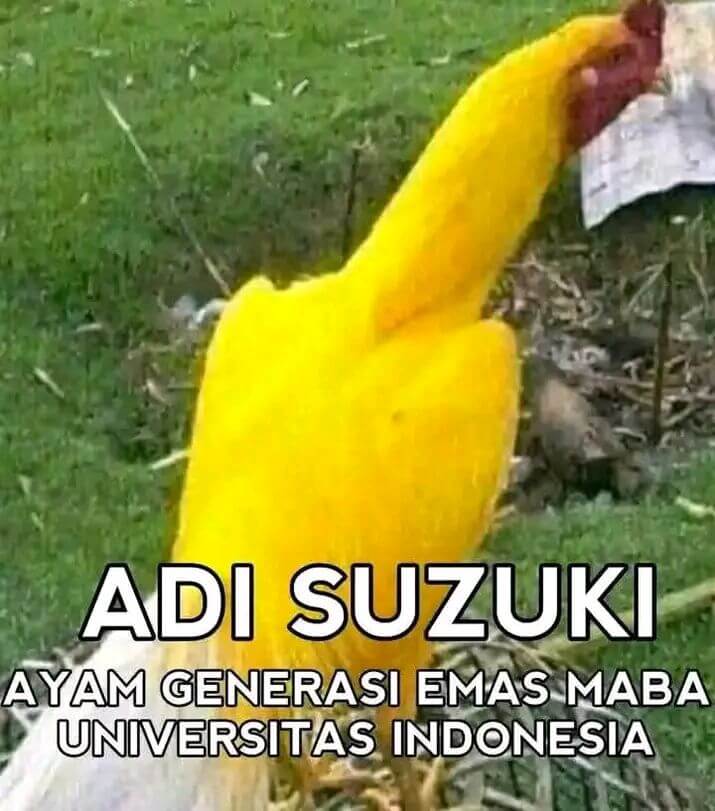 Stiker meme ayam lucu WhatsApp: Adi Suzuki, ayam generasi emas maba Universitas Indonesia