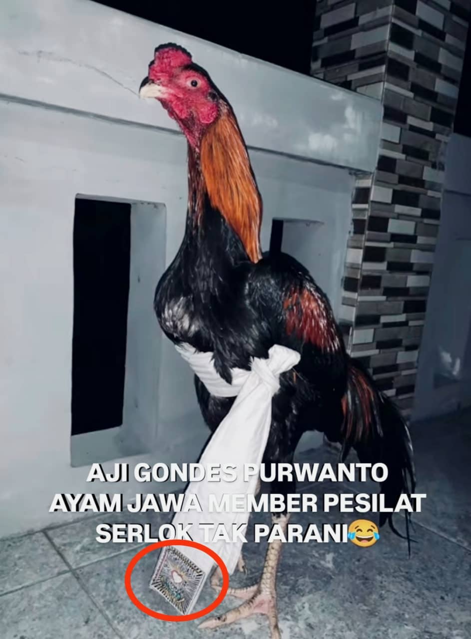 Stiker meme ayam lucu WhatsApp: Aji Gondes Purwanto, ayam Jawa member pesilat serlok tak parani 😂