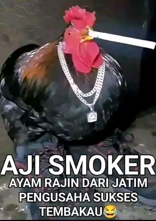 Stiker meme ayam lucu WhatsApp: Aji Smoker, ayam rajin dari Jatim pengusaha sukses tembakau 😂