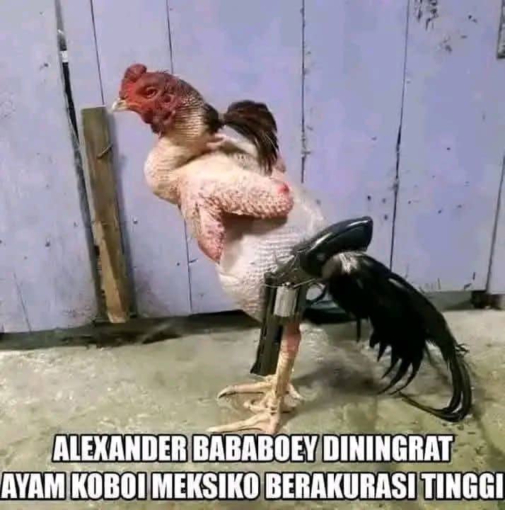 Stiker meme ayam lucu WhatsApp: Alexander Bababoey Diningrat, ayam koboi Meksiko berakurasi tinggi