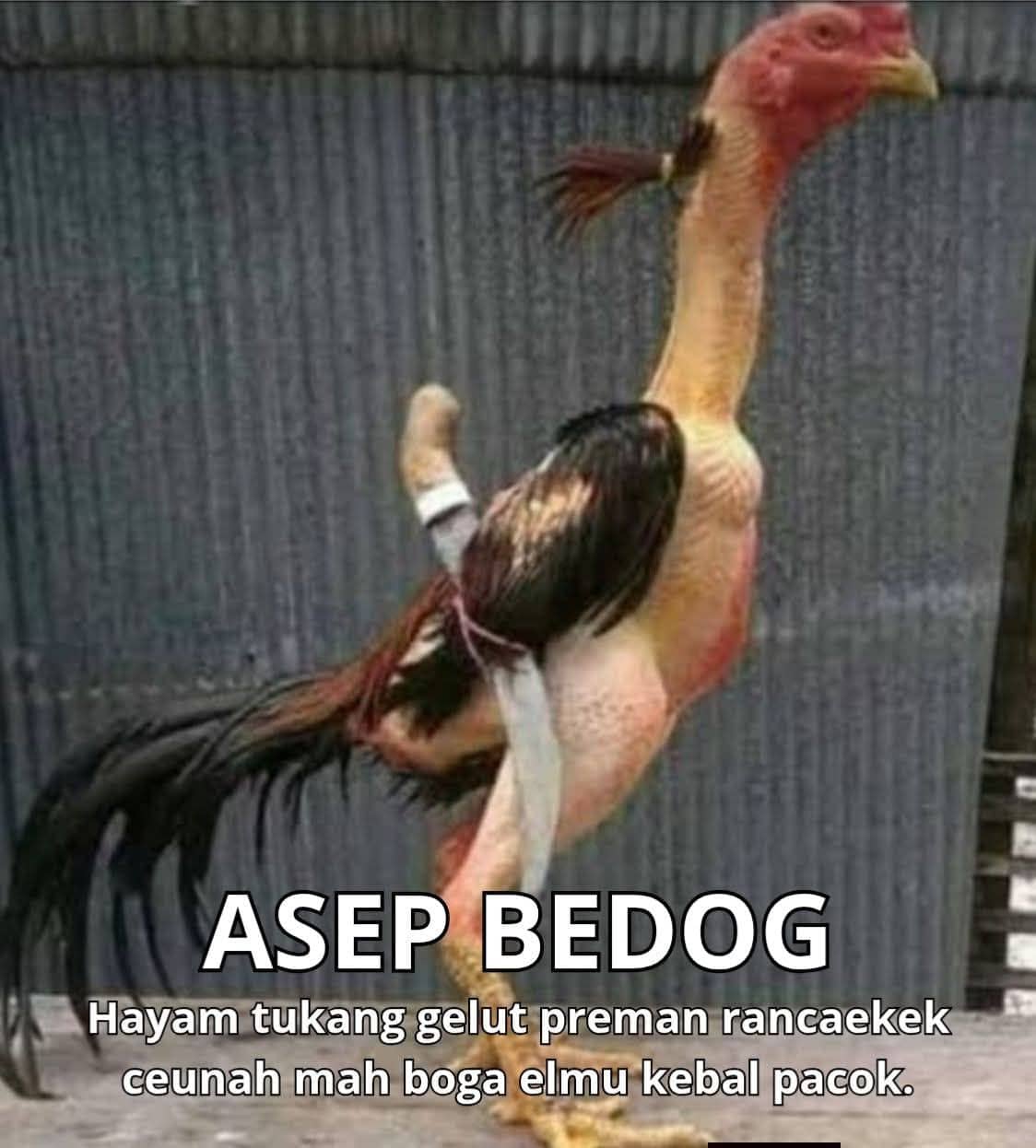 Stiker meme ayam lucu WhatsApp: Asep Bedog, hayam tukang gelut preman Rancaekek ceunah mah boga elmu kebal pacok