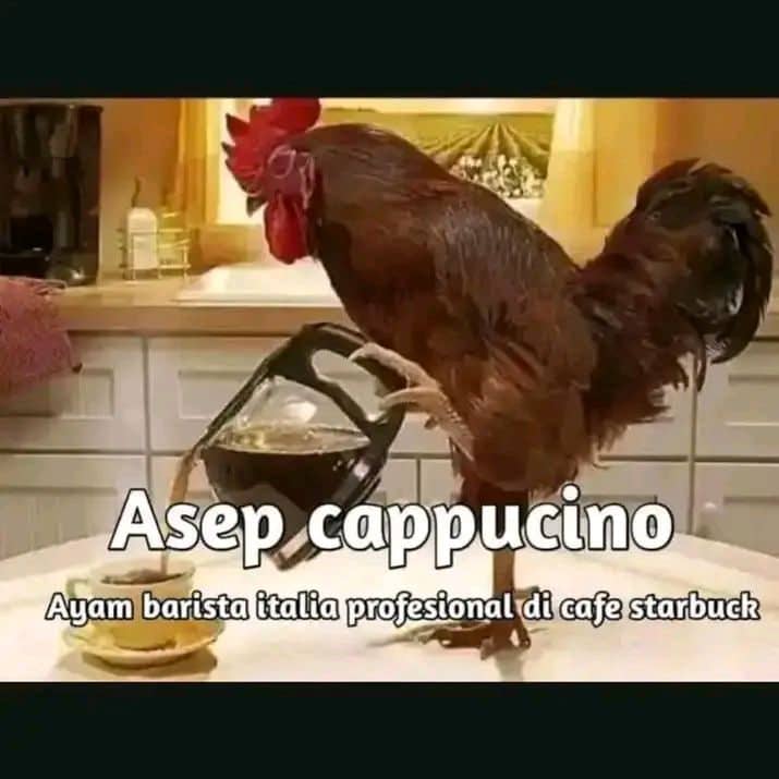 Stiker meme ayam lucu WhatsApp: Asep Cappucino, ayam barista Italia profesional di cafe Starbuck