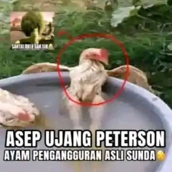 Stiker meme ayam lucu WhatsApp: Asep Ujang Peterson, ayam pengangguran asli Sunda 😴