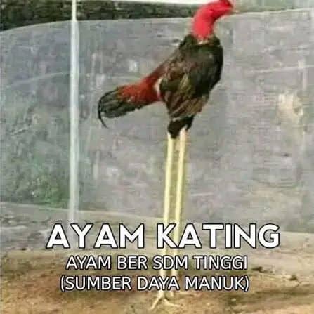 Stiker meme ayam lucu WhatsApp: Ayam Kating, ayam ber SDM tinggi (Sumber Daya Manuk)