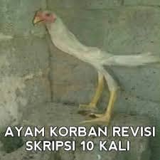 Stiker meme ayam lucu WhatsApp: Ayam Skripsi, ayam korban revisi skripsi 10 kali