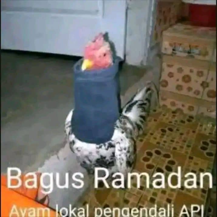 Stiker meme ayam lucu WhatsApp: Bagus Ramadan, ayam lokal pengendali api
