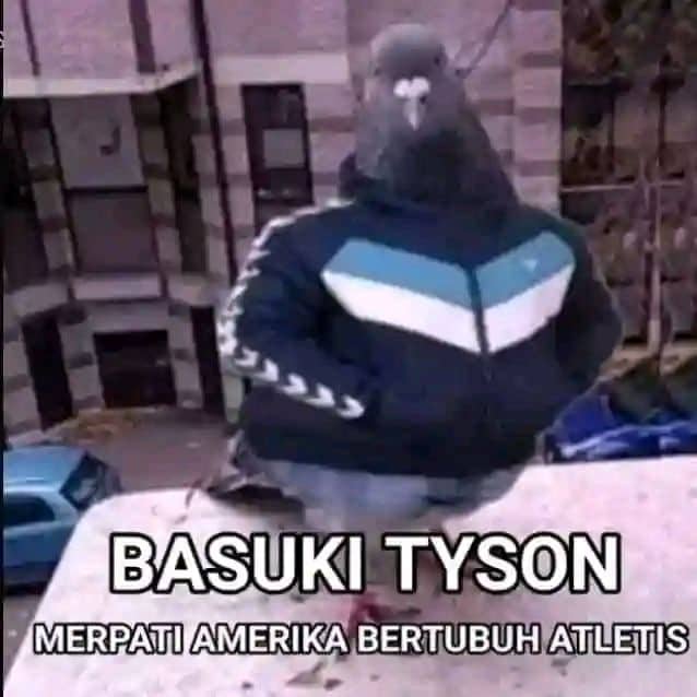 Stiker meme ayam lucu WhatsApp: Basuki Tyson, merpati Amerika bertubuh atletis