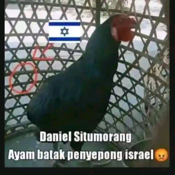 Stiker meme ayam lucu WhatsApp: Daniel Situmorang, ayam Batak penyepong israel 😡