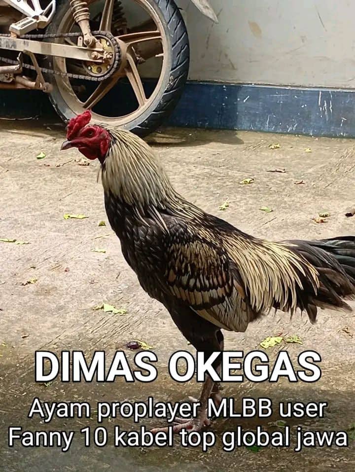 Stiker meme ayam lucu WhatsApp: Dimas Okegas, ayam proplayer MLBB user Fanny 10 kabel top global jawa