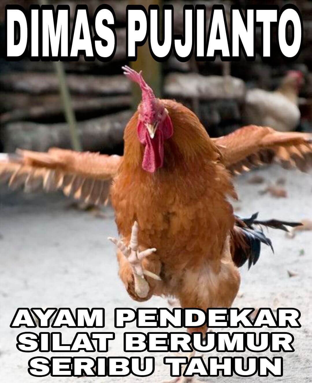Stiker meme ayam lucu WhatsApp: Dimas Pujianto, ayam pendekar silat berumur seribu tahun