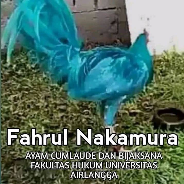 Stiker meme ayam lucu WhatsApp: Fahrul Nakamura, ayam cumlaude dan bijaksana fakultas hukum Universitas Airlangga