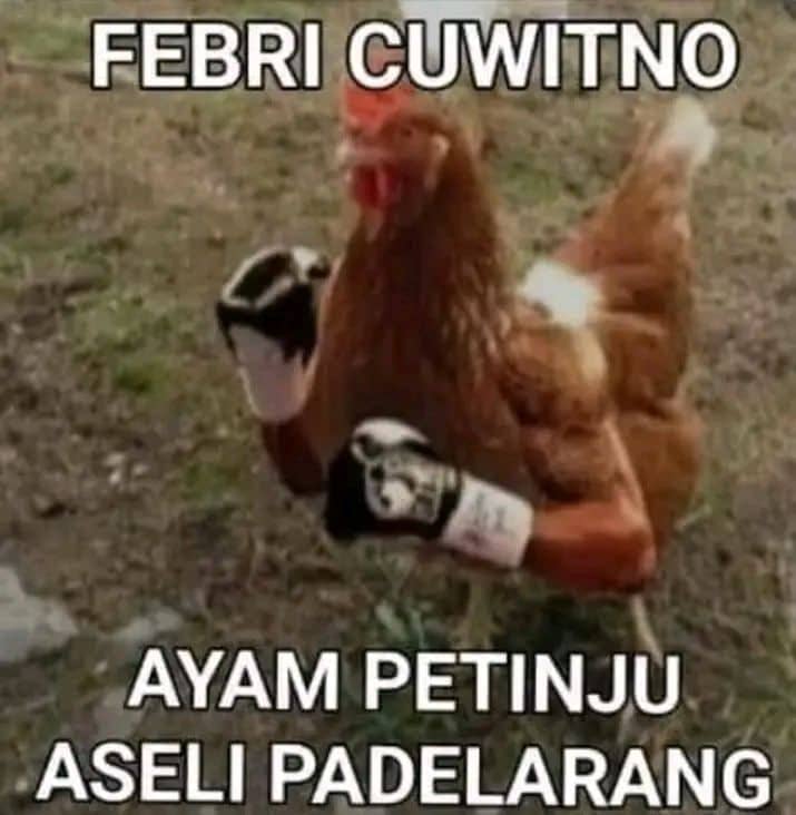 Stiker meme ayam lucu WhatsApp: Febri Cuwitno, ayam petinju aseli Padelarang