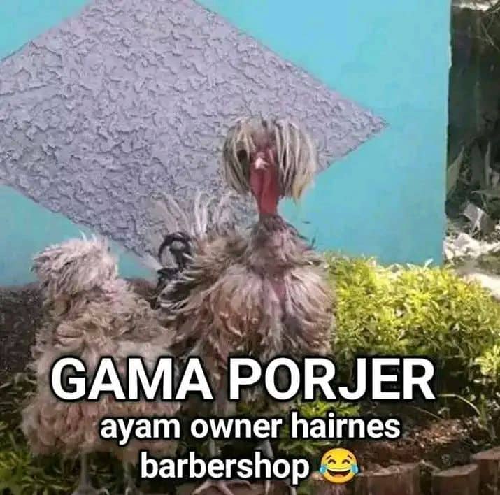 Stiker meme ayam lucu WhatsApp: Gama Porjer, ayam owner hairnes barbershop 😂