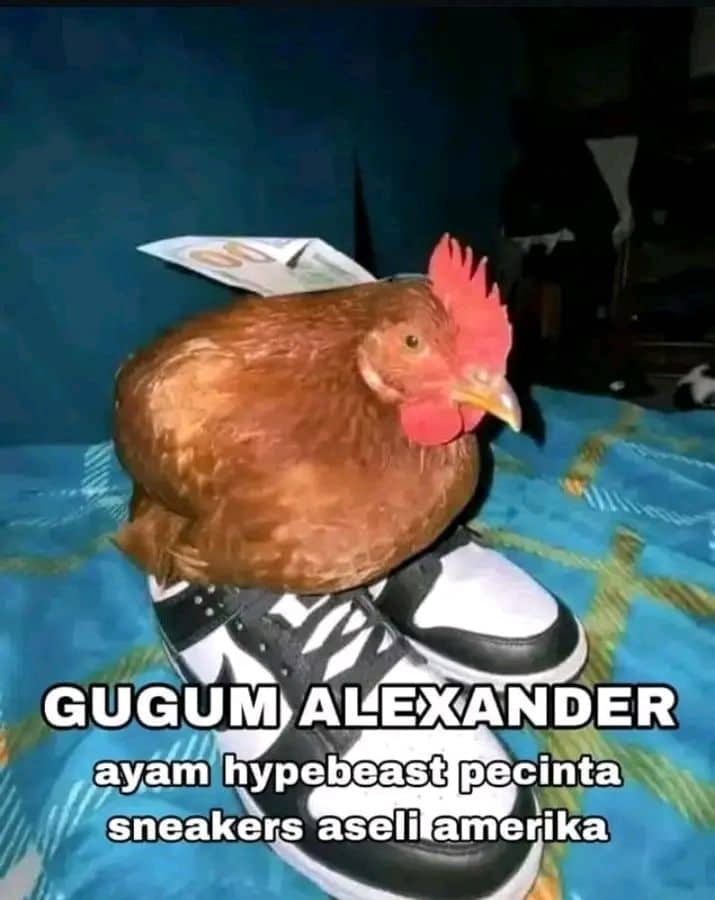 Stiker meme ayam lucu WhatsApp: Gugum Alexander, ayam hypebeast pecinta sneakers aseli Amerika