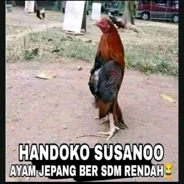Stiker meme ayam lucu WhatsApp: Handoko Susanoo, ayam Jepang ber SDM rendah