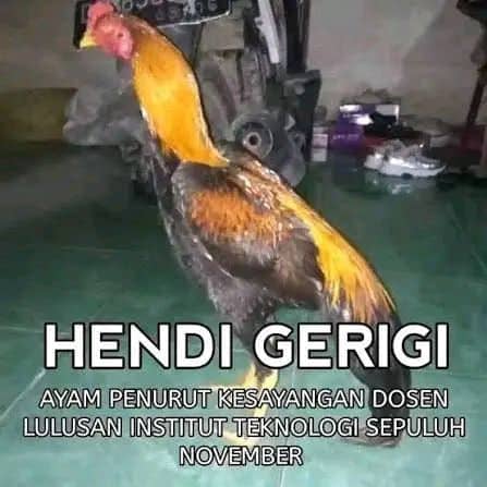 Stiker meme ayam lucu WhatsApp: Hendi Gerigi, ayam penurut kesayangan dosen lulusan Institut Teknologi Sepuluh November