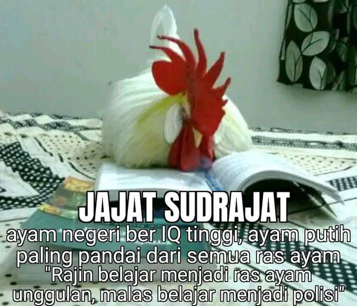 Stiker meme ayam lucu WhatsApp: Jajat Sudrajat, ayam negeri ber IQ tinggi, ayam putih paling pandai dari semua ras ayam "Rajin belajar menjadi ras ayam unggulan, malas belajar menjadi polisi"