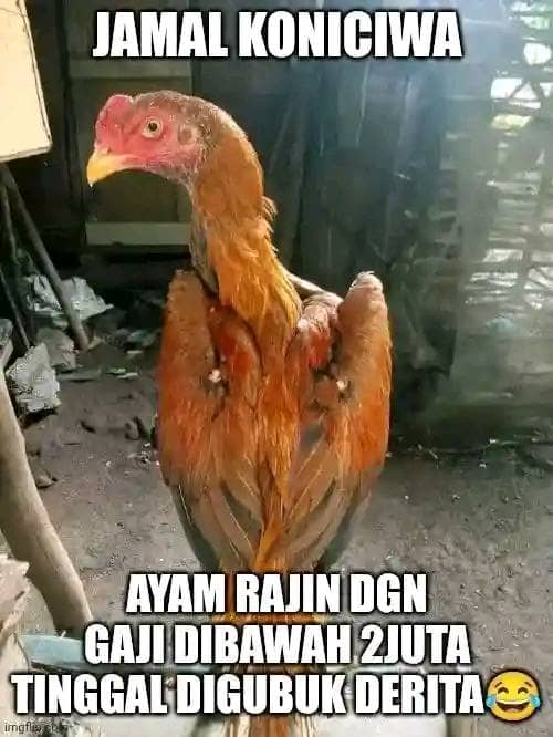 Stiker meme ayam lucu WhatsApp: Jamal Konichiwa, ayam rajin dgn gaji dibawah 2 juta tinggal di gubuk derita 😂