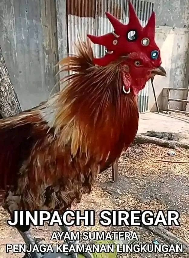 Stiker meme ayam lucu WhatsApp: Jinpachi Siregar, ayam Sumatera penjaga keamanan lingkungan
