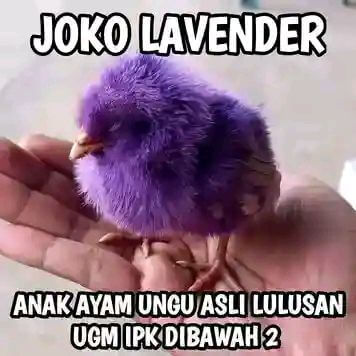 Stiker meme ayam lucu WhatsApp: Joko Lavender, anak ayam ungu asli lulusan UGM IPK dibawah 2