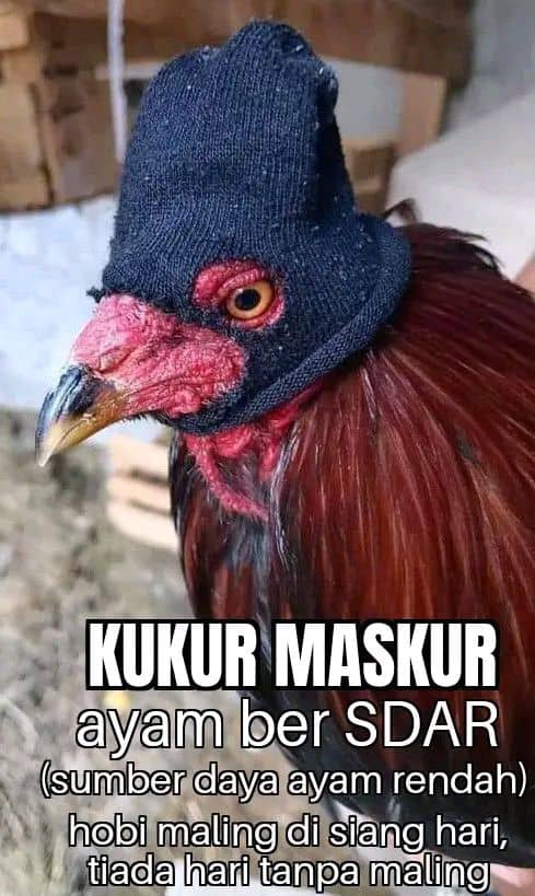 Stiker meme ayam lucu WhatsApp: Kukur Maskur, ayam ber-SDAR (sumber daya ayam rendah) hobi maling