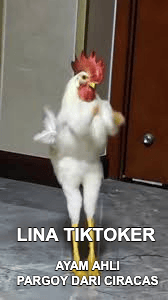 Stiker meme ayam lucu WhatsApp: Lina Tiktoker, ayam ahli pargoy dari Ciracas