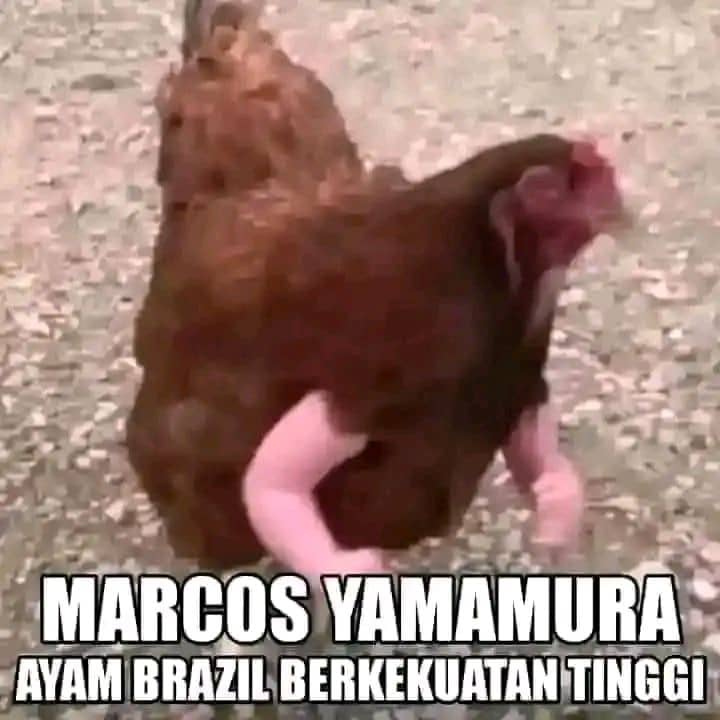 Stiker meme ayam lucu WhatsApp: Marcos Yamamura, ayam Brazil berkekuatan tinggi