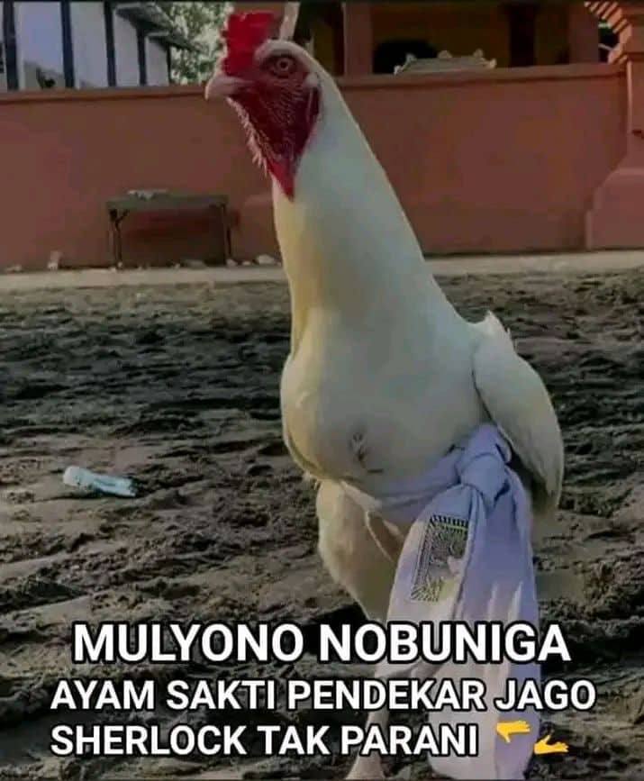 Stiker meme ayam lucu WhatsApp: Mulyono Nobuniga, ayam sakti pendekar jago sherlock tak parani 🫳🫴