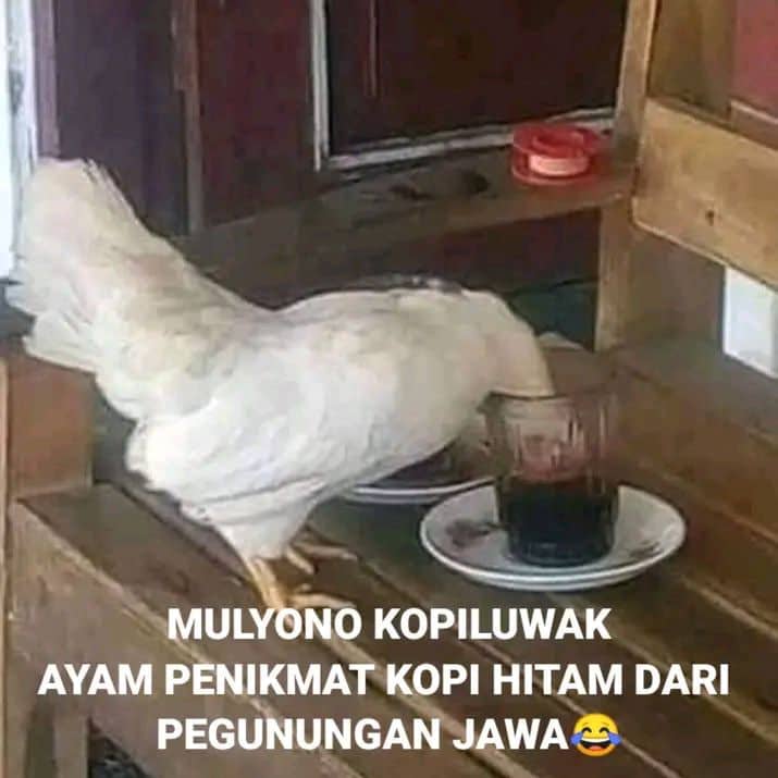 Stiker meme ayam lucu WhatsApp: Mulyono Kopiluwak, ayam penikmat kopi hitam dari pegunungan Jawa 😂