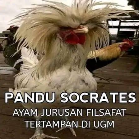 Stiker meme ayam lucu WhatsApp: Pandu Socrates, ayam jurusan filsafat tertampan di UGM