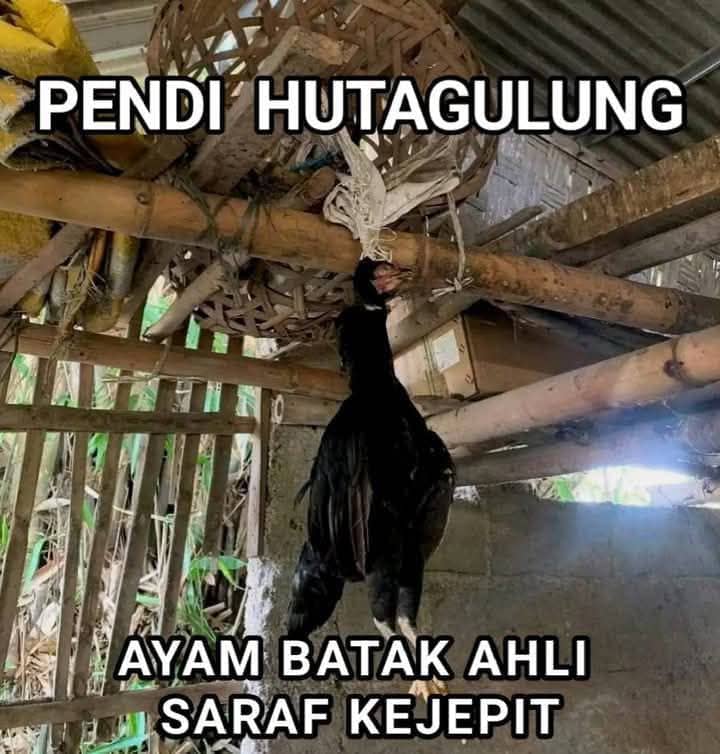 Stiker meme ayam lucu WhatsApp: Pendi Hutagalung, ayam Batak ahli saraf kejepit