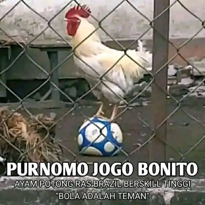 Stiker meme ayam lucu WhatsApp: Purnomo Jogo Bonito, ayam potong ras Brazil berskill tinggi "Bola adalah teman"