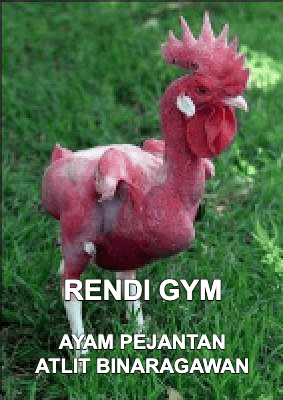 Stiker meme ayam lucu WhatsApp: Rendi Gym, ayam pejantan atlit binaragawan