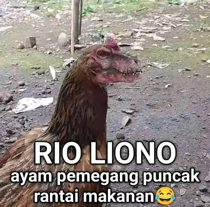 Stiker meme ayam lucu WhatsApp: Rio Liono, ayam pemegang puncak rantai makanan 😂