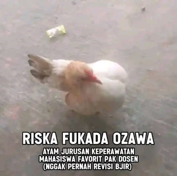 Stiker meme ayam lucu WhatsApp: Rizka Fukada Ozawa, ayam jurusan keperawatan mahasiswa favorit pak dosen (nggak pernah revisi njir)
