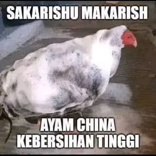 Stiker meme ayam lucu WhatsApp: Sakarishu Makarish, ayam China kebersihan tinggi