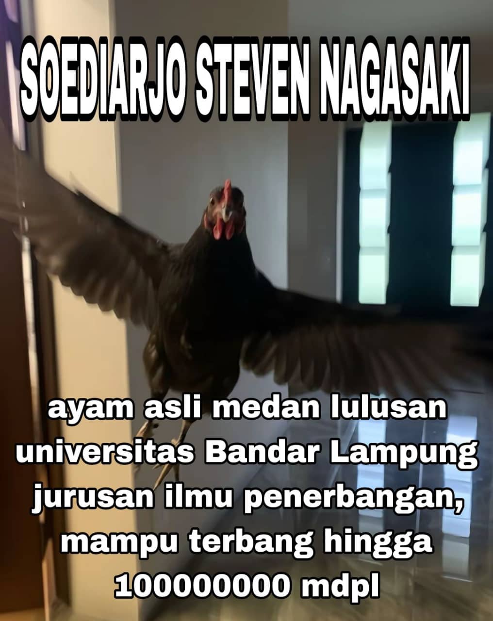 Stiker meme ayam lucu WhatsApp: Soediarjo Steven Nagasaki, ayam asli Medan lulusan Universitas Bandar Lampung jurusan ilmu penerbangan, mampu terbang hingga 100.000.000 MDPL