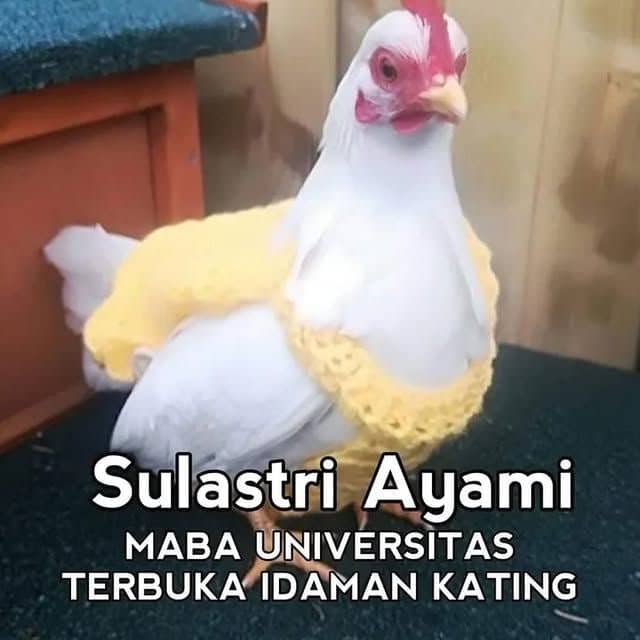 Stiker meme ayam lucu WhatsApp: Sulastri Ayami, maba Universitas Terbuka idaman kating