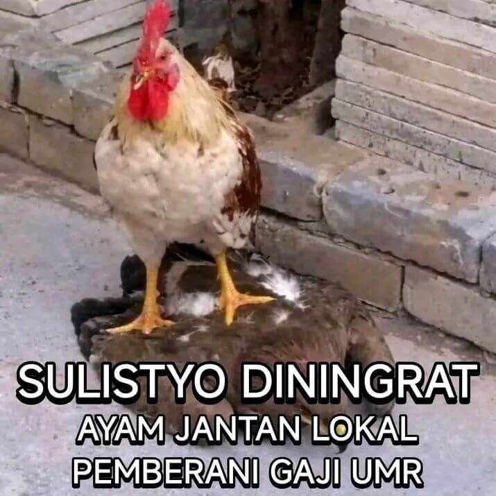 Stiker meme ayam lucu WhatsApp: Sulistyo Diningrat, ayam jantan lokal pemberani gaji UMR
