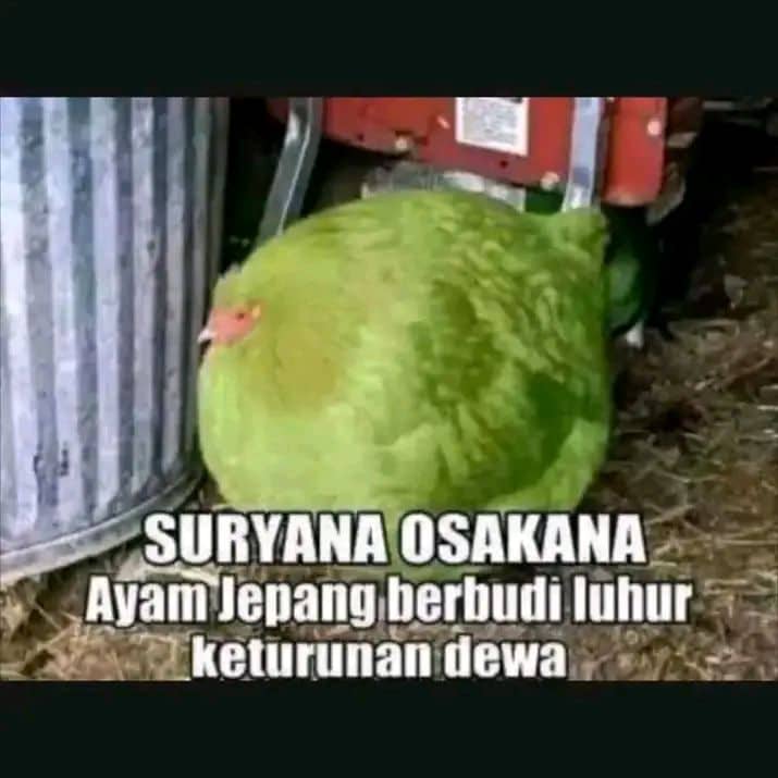 Stiker meme ayam lucu WhatsApp: Suryana Osakana, ayam Jepang berbudi luhur keturunan dewa