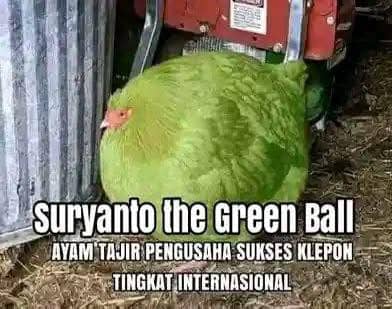 Stiker meme ayam lucu WhatsApp: Suryanto The Green Ball, ayam tajir pengusaha sukses klepon tingkat internasional