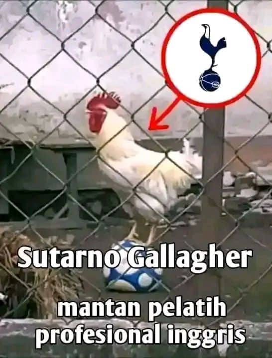 Stiker meme ayam lucu WhatsApp: Sutarno Gallagher, mantan pelatih profesional Inggris