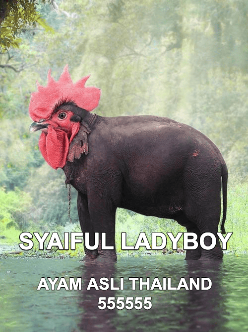 Stiker meme ayam lucu WhatsApp: Syaiful Ladyboy, ayam asli Thailand 555555