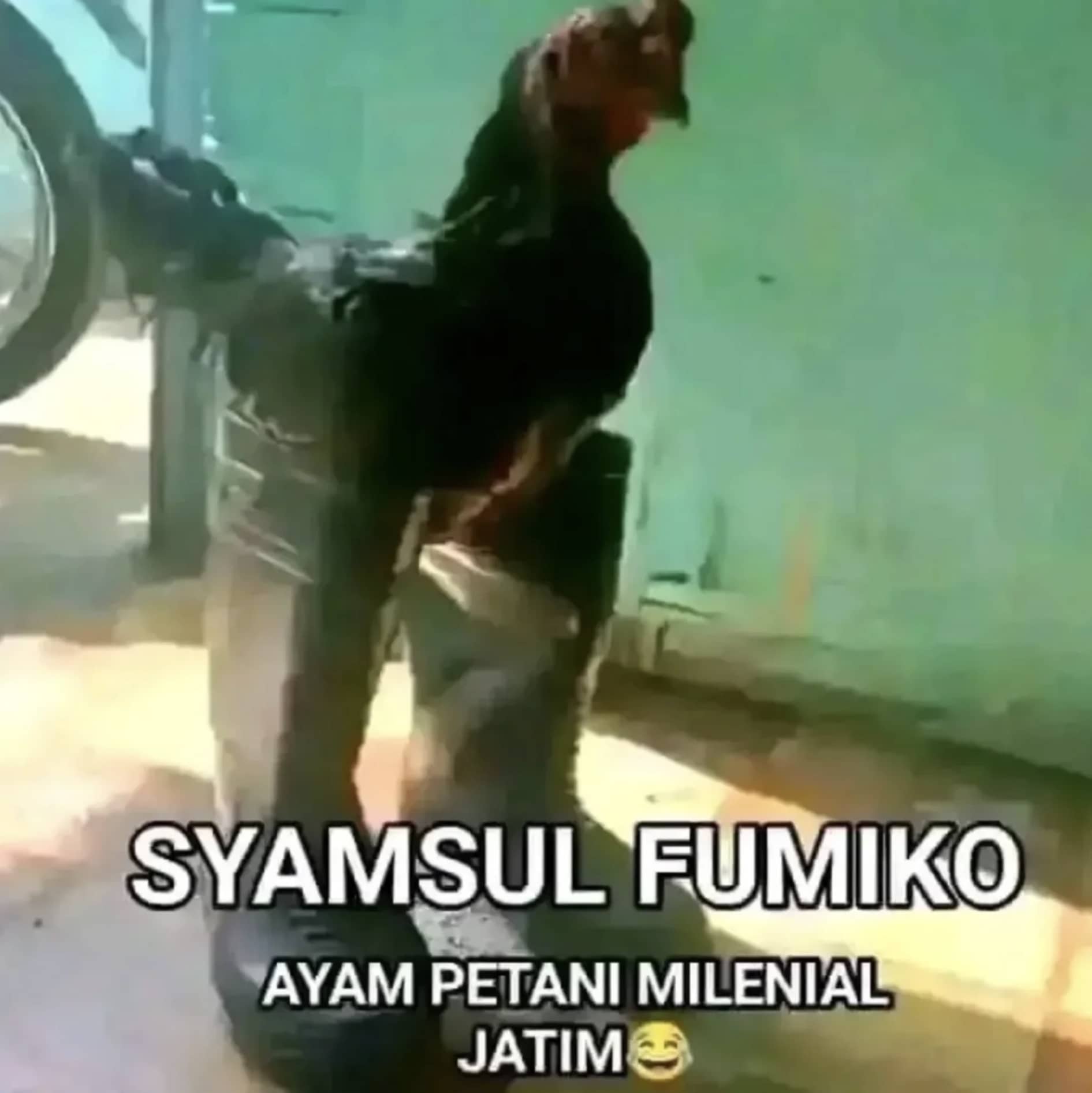 Stiker meme ayam lucu WhatsApp: Syamsul Fumiko, ayam petani milenial Jatim 😂
