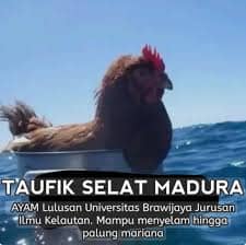 Stiker meme ayam lucu WhatsApp: Taufik Selat Madura, ayam lulusan Universitas Brawijaya jurusan ilmu kelautan, mampu menyelam hingga Palung Mariana