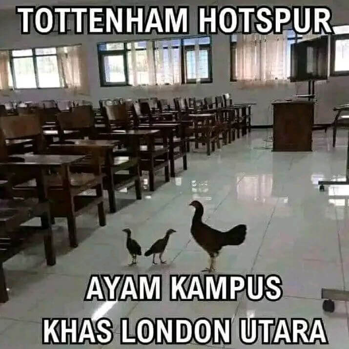 Stiker meme ayam lucu WhatsApp: Tottenham Hotspur, ayam kampus khas London Utara