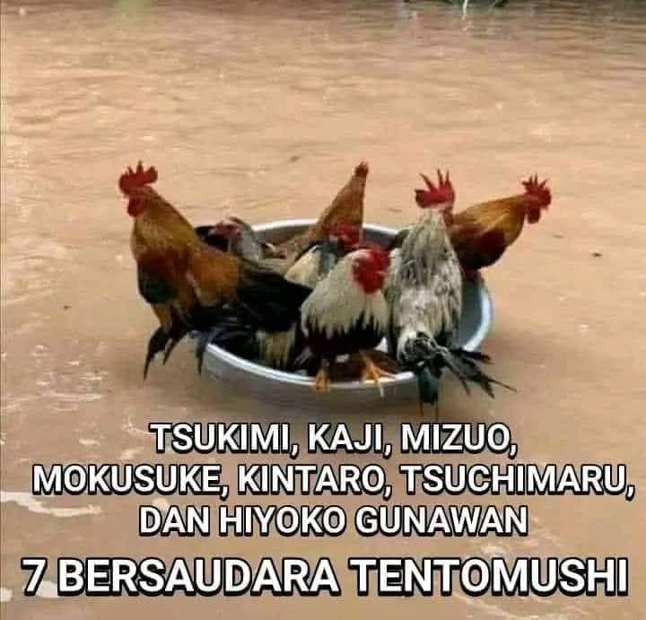 Stiker meme ayam lucu WhatsApp: Tsukimi, Kaji, Mizuo, Mokusuke, Kintaro, Tsuchimaru, dan Hiyoko Gunawan, 7 ayam bersaudara tentomushi